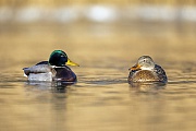 Already in winter Mallards are looking for a partner for the coming breeding season, here a pair has been found