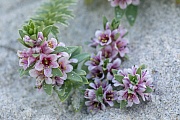 Sea Milkwort flowering on the Danish North Sea coast