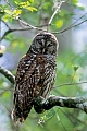 Streifenkauz, die Jungvoegel sind nach 4 -5 Wochen fluegge  -  (Foto Streifenkauz in Florida), Strix varia , Barred Owl, the young fledge 4 to 5 weeks after hatching  -  (Northern Barred Owl - Photo Barred Owl in Florida)