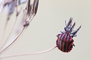 Streifenwanzen gehoeren zur Familie der Baumwanzen, Graphosoma lineatum, Italian striped-Bug is a species of stink bugs  -  (Minstrel Bug)