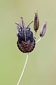 Streifenwanzen erreichen eine Laenge von 8 - 12 mm  -  (Foto unausgefaerbte Wanze), Graphosoma lineatum, Italian striped-Bug can reach a length of 8 to 12mm  -  (Minstrel Bug - Photo juvenile bug)