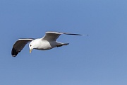 Sturmmoewen koennen ueber 20 Jahre alt werden  -  (Foto Sturmmoewe im Flug), Larus canus, Common gulls can live for more than 20 years  -  (Mew gull - Photo Common gull in flight)