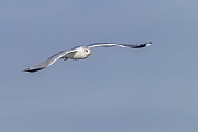 Sturmmoewen brueten einmal im Jahr  -  (Foto Sturmmoewe Altvogel im Flug), Larus canus, Common gulls breed once a year  -  (Mew gull - Photo Common gull adult bird in flight)