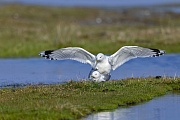Sturmmoewen brueten immer in der Naehe von Wasser  -  (Foto Sturmmoewenpaarung im Speicherkoog Dithmarschen), Larus canus, The Common gull breeds commonly near water  -  (Mew gull - Photo Common gulls copulation)
