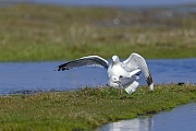 Sturmmoewen sind Koloniebrueter  -  (Foto Sturmmoewen waehrend der Kopulation), Larus canus, The Common gull breeds in colonies  -  (Mew gull - Photo Common gulls pairing)