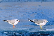 Sturmmoewe ist eine mittelgrosse Moewenart  -  (Foto Sturmmoewe und Lachmoewe auf einer Eisflaeche), Larus canus  -  Chroicocephalus ridibundus, Common Gull is a medium-sized gull  -  (Photo Common Gull and Black-headed Gull in winter)