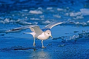 Sturmmoewen brueten einmal im Jahr  -  (Foto Sturmmoewe Altvogel im Winterkleid), Larus canus, Common Gull, one brood each year is normal  -  (Mew Gull - Photo Common Gull in non-breeding plumage)