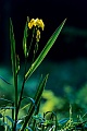 Sumpf-Schwertlilie gilt in Deutschland als nicht gefaehrdet, ist aber als besonders geschuetzt eingestuft  -  (Gelbe Schwertlilie - Foto Sumpf-Schwertlilie bluehend), Iris pseudacorus, Yellow Flag has been used as a form of water treatment since it has the ability to take up heavy metals through its roots  -  (Yellow Iris - Photo Yellow Flag blooming)