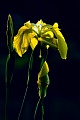 Sumpf-Schwertlilie wird in Klaeranlagen gerne zur Wasseraufbereitung genutzt, da die Pflanze Schwermetalle in ihren Wurzeln speichert  -  (Gelbe Schwertlilie - Foto Sumpf-Schwertlilie Bluete), Iris pseudacorus, Yellow Flag has been used as a form of water treatment since it has the ability to take up heavy metals through its roots  -  (Yellow Iris - Photo Yellow Flag blossom)