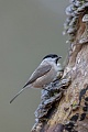 A Marsh tit searches for food among a polypore called Turkeytail