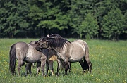Konik - Stuten bei der gegenseitigen Fellpflege - (Waldtarpan - Rueckzuechtung), Equus ferus caballus - Equus ferus ferus, Heck Horse mares pair grooming - (Tarpan - breeding back)