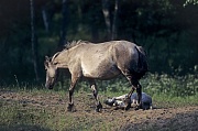 Konik - Stute und Fohlen nehmen ein Sandbad - (Waldtarpan - Rueckzuechtung), Equus ferus caballus - Equus ferus ferus, Heck Horse mare and foal take a sand bath - (Tarpan - breeding back)