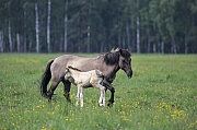 Konik - Stute mit Fohlen auf einer Wiese mit Hahnenfuss - (Waldtarpan - Rueckzuechtung), Equus ferus caballus - Equus ferus ferus, Heck Horse mare with foal on a meadow with Buttercup - (Tarpan - breeding back)