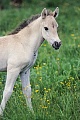 Konik - Portraet eines Fohlen auf einer Wiese mit Hahnenfuss - (Waldtarpan - Rueckzuechtung), Equus ferus caballus - Equus ferus ferus, Portrait of a Heck Horse foal on a meadow with Buttercup - (Tarpan - breeding back)
