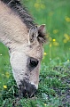 Konik - Portraet eines weidenden Fohlens auf einer Wiese mit Hahnenfuss - (Waldtarpan - Rueckzuechtung), Equus ferus caballus - Equus ferus ferus, Portrait of a grazing Heck Horse foal on a meadow with Buttercup - (Tarpan - breeding back)