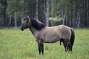 Konik - Hengst beobachtet aufmerksam seine Herde - (Waldtarpan - Rueckzuechtung), Equus ferus caballus - Equus ferus ferus, Heck Horse stallion observes alert his herd - (Tarpan - breeding back)
