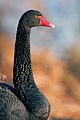 Trauerschwan, die Paarbindung hat bis zum Tod des Partners bestand  -  (Schwarzschwan - Foto Trauerschwan Altvogel Portraetaufnahme), Cygnus atratus, Black Swan pair for life  -  (Photo Black Swan adult bird portrait)
