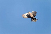 Tuerkentaube hat eine Fluegelspannweite von 47 - 55cm - (Foto Altvogel Flugfoto), Streptopelia decaocto, Eurasian Collared Dove has a wingspan of 47 to 55cm - (Collared Dove - Photo adult bird in flight)