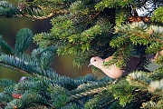 Tuerkentaube wurde 1945 erstmalig in Deutschland nachgewiesen - (Foto Altvogel), Streptopelia decaocto, Eurasian Collared Dove reaching Germany in 1945 - (Collared Dove - Photo adult bird)
