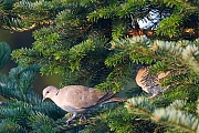 Tuerkentaube wurde 1945 erstmalig in Deutschland nachgewiesen - (Foto Altvoegel), Streptopelia decaocto, Eurasian Collared Dove reaching Germany in 1945 - (Collared Dove - Photo adult birds)