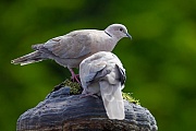 Tuerkentaube normal sind 3 - 4 Bruten pro Jahr - (Foto Altvoegel), Streptopelia decaocto, Eurasian Collared Dove 3 to 4 broods per year is common - (Collared Dove - Photo adult birds)