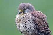 Der Turmfalke ist tagaktiv  -  (Foto Turmfalke Portraetfoto), Falco tinnunculus, The Common Kestrel is a diurnal animal  -  (Eurasian Kestrel - Photo Common Kestrel portrait photo)