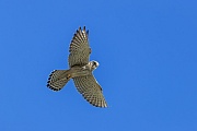 Turmfalken erreichen eine Fluegelspannweite von 65-82 cm, Falco tinnunculus, Common Kestrel has a wingspan of 65-82 cm