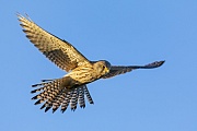 Turmfalke Maennchen im Ruettelflug, Falco tinnunculus, Male Common Kestrel hovering