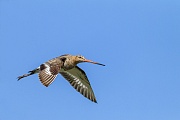 Uferschnepfen erreichen eine Fluegelspannweite von 70 - 75 cm  -  (Foto Uferschnepfe im Flug), Limosa limosa, Black-tailed Godwit has a wingspan of 70 to 75 cm  -  (Photo Black-tailed Godwit in flight)