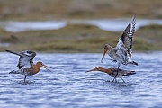 Zwei maennliche Uferschnepfen kaempfen um die Gunst eines Weibchens, Limosa limosa, Two male Black-tailed Godwits fighting for the favor of a female