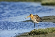 After arriving in the breeding area, the Black-tailed Godwits quickly try to find a mate and occupy a territory, and they are very highly vocal
