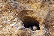 Zwei junge Uferschwalben warten am Hoehleneingang auf Futter, dabei beobachten sie aufmerksam die vorbeifliegenden Altvoegel, Riparia riparia, Two young Sand Martins are waiting for food at the entrance of the breeding burrow, while they are carefully watching the old birds flying by