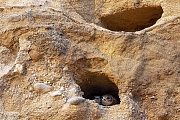 Nach 18 - 23 Tagen verlassen die jungen Uferschwalben die Bruthoehle  -  (Rheinschwalbe - Foto Uferschwalbe Jungvoegel am Hoehleneingang), Riparia riparia, After 18 - 23 days the young Sand Martins leave the breeding burrow  -  (European Sand Martin - Photo Sand Martin young birds at the entrance of the burrow)