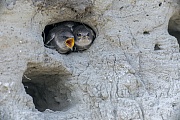 Zwei junge Uferschwalben warten am Hoehleneingang auf Futter, ein Jungvogel bettelt lautstark, Riparia riparia, Two young Sand Martins wait at the entrance of the breeding burrow for food, one young bird begs loudly