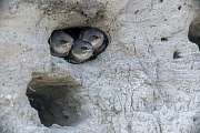 Erwartungsvoll warten drei junge Uferschwalben am Hoehleneingang auf Futter, Riparia riparia, Expectantly three young Sand Martins wait at the entrance of the breeding burrow for food