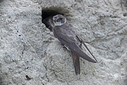 Mit Futter im Schnabel wartet die Uferschwalbe an der Bruthoehle auf die Jungvoegel, Riparia riparia, With food in its beak the Sand Martin waits for the young at the entrance of the breeding burrow