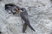 Trotz erfolgter Fuetterung betteln die Jungvoegel der Uferschwalbe weiter nach Futter, Riparia riparia, Despite feeding, the young birds of the Sand Martin continue to beg for food