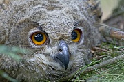 Uhu, im Alter von 4 Tagen oeffnen die Jungen erstmals die Augen  -  (Foto Uhu Jungvogel Portraet), Bubo bubo, Eurasian eagle-owl, the young open their eyes 4 days of age  -  (European eagle-owl - Photo Eurasian eagle-owl close-up of a chick)