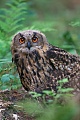 Uhu, die Herbstbalz beginnt im September und endet im November  -  (Foto Uhu fluegger Jungvogel), Bubo bubo, Eurasian eagle-owl, the autumn courtship begins in September and ends in November  -  (Eagle Owl - Photo Eurasian eagle-owl fledgling)