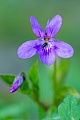 The seeds of the Early dog-Violet are often spread by ants  -  (Wood Violet - Photo Early dog-Violet in Northern Germany)