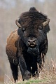 Amerikanischer Bisonbulle steht in der Praerie - (Waldbison - Indianerbueffel)