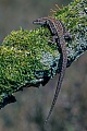 Waldeidechse, keine andere Reptilienart lebt weiter noerdlich, bis zum 70. Breitengrad reicht das Verbreitungsgebiet  -  (Mooreidechse - Foto Waldeidechse Weibchen), Zootoca vivipara - (Lacerta vivipara), Viviparous Lizard lives farther north than any other reptile species  -  (Photo Viviparous Lizard female on a mossy-covered branch)