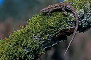 Waldeidechsen sind meist lebendgebaerend  -  (Bergeidechse - Foto Waldeidechse Weibchen sonnt sich auf einem Ast), Zootoca vivipara - (Lacerta vivipara), Viviparous Lizard, most populations are viviparous, giving birth to live young  -  (Photo Viviparous Lizard female sunbathing on a branch)