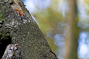 Waldkauz jagt hauptsaechlich kleine Nager und Maeuse  -  (Foto Waldkauz Altvogel), Strix aluco, Tawny Owl hunts mainly mice and other small rodents  -  (Eurasian Brown Owl - Photo Tawny Owl adult bird)