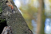 Waldkauz besetzt ein festes Revier, das auch im Winter nicht verlassen werden  -  (Foto Waldkauz Altvogel vor seiner Hoehle), Strix aluco, Tawny Owl occupies a permanent hunting ground even in winter  -  (Brown Owl - Photo Tawny Owl adult bird in front of a tree hole)