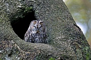 Waldkauz, bei Mangel an Maeusen wird die Nahrung auf Kleinvoegel umgestellt  -  (Foto Waldkauz rostbraune sowie graue Morphe ruht vor der Baumhoehle), Strix aluco, Tawny Owl, if there are no mice, the food is converted to small birds  -  (Brown Owl - Photo Tawny Owl rufous brown and also greyish morph in front of a tree hole)
