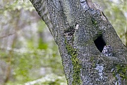 Waldkauz, das Weibchen ist im direkten Vergleich zum Maennchen deutlich groesser  -  (Foto Waldkauz ruht vor einer Baumhoehle), Strix aluco, Tawny Owl, the female is much larger than the male  -  (Eurasian Brown Owl - Photo Tawny Owl rests in front of a tree hole)