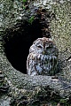 Waldkauz ist ein typischer Baumhoehlenbewohner, der aber auch Mauernischen und Scheunen zum Brueten nutzt  -  (Foto Waldkauz vor einer Hoehle in einem Buchenstamm), Strix aluco, Tawny Owl typically nests in tree holes, but will also use holes in buildings  -  (Eurasian Brown Owl - Photo Tawny Owl in front of a tree hole in a beech trunk)