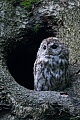 Der Waldkauz jagt in der Daemmerung und Nachts  -  (Foto Waldkauz ruht vor einer Hoehle), Strix aluco, Tawny Owl hunts at dusk, dawn and night  -  (Brown Owl - Photo Tawny Owl in front of a tree hole)