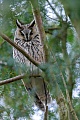 Waldohreule, ein Gelege besteht in der Regel aus 4 - 6 Eiern  -  (Foto Waldohreule an einem Eulenschlafplatz), Asio otus, Long-eared owl, the average clutch size is 4 - 6 eggs  -  (Lesser Horned Owl - Photo Long-eared owl at the roosting place)